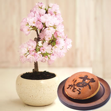 母の日のプレゼント 桜盆栽