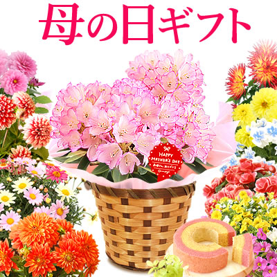 【送料無料】母の日 ギフト 選べる花とスイーツセットflower-dset [生花]