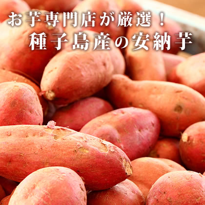 【送料無料】安納芋のさつまいも3kg  鹿児島県種子島産ブランドサツマイモ 焼き芋やお菓子作りにおすすめ！【送料込み】※生のさつまいもです※同梱不可