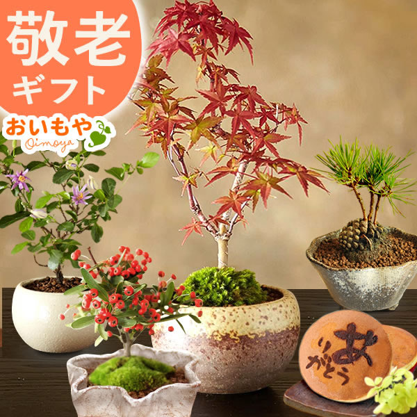 4種から選べるミニ盆栽&スイーツset【送料無料 ギフト プレゼント