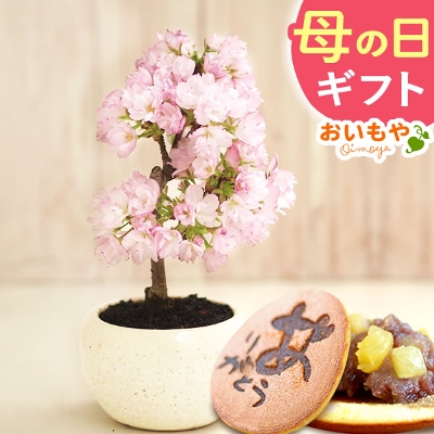 【送料無料】母の日ギフト花とスイーツ　盆栽 桜（旭山）とどら焼き2個 【産直】