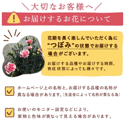 【送料無料】敬老の日 ギフト 選べる花とスイーツセットCset [生花]
