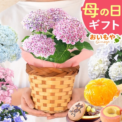 【送料無料】母の日 ギフト 選べる花とスイーツセットEset [生花]