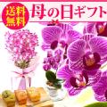 【送料無料】母の日 ギフト 選べる花とスイーツセットFset [生花]