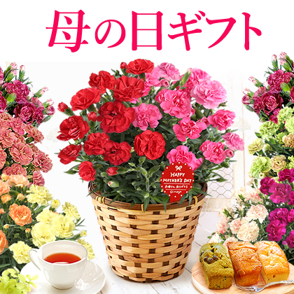 【送料無料】母の日ギフト 選べるカーネーションの鉢植え＆お菓子 花とスイーツセットcarnation [生花]