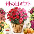 【送料無料】母の日ギフト 選べるカーネーションの鉢植え＆お菓子 花とスイーツセットcarnation [生花]