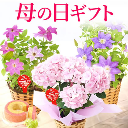 【送料無料】母の日 ギフト 選べる花とスイーツセットflower-iset [生花]