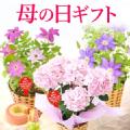 【送料無料】母の日 ギフト 選べる花とスイーツセットflower-iset [生花]