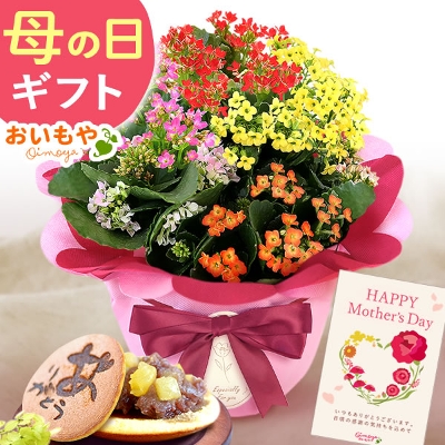 【送料無料】 母の日ギフト2020 幸せを告げる生花のカランコエ鉢植え（5号）とお芋どら焼きスイーツギフト